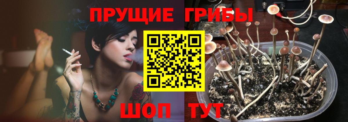 Псилоцибиновые грибы Cubensis Кувандык